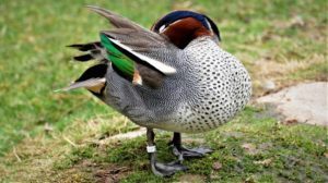 Europäische Krickente Erpel Wasserziergeflügel Enten