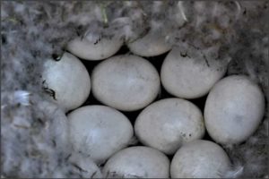 Kappensäger Eier Wasserziergeflügel Enten kaufen verkaufen