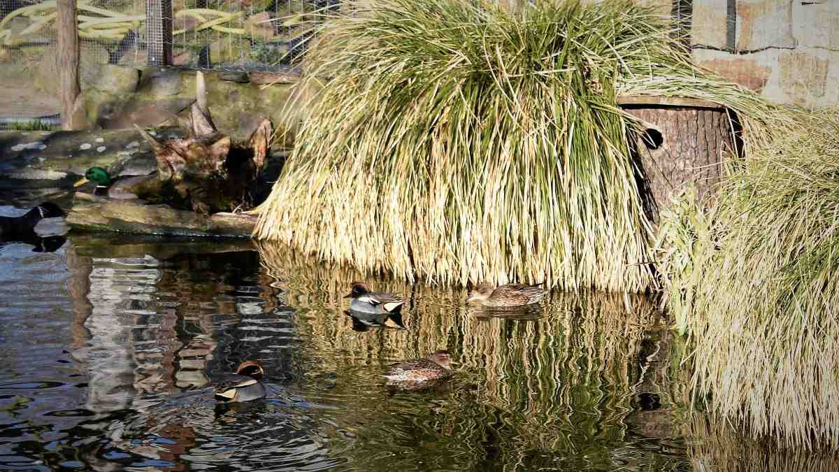 Europäische Krickente Wasserziergeflügel Enten
