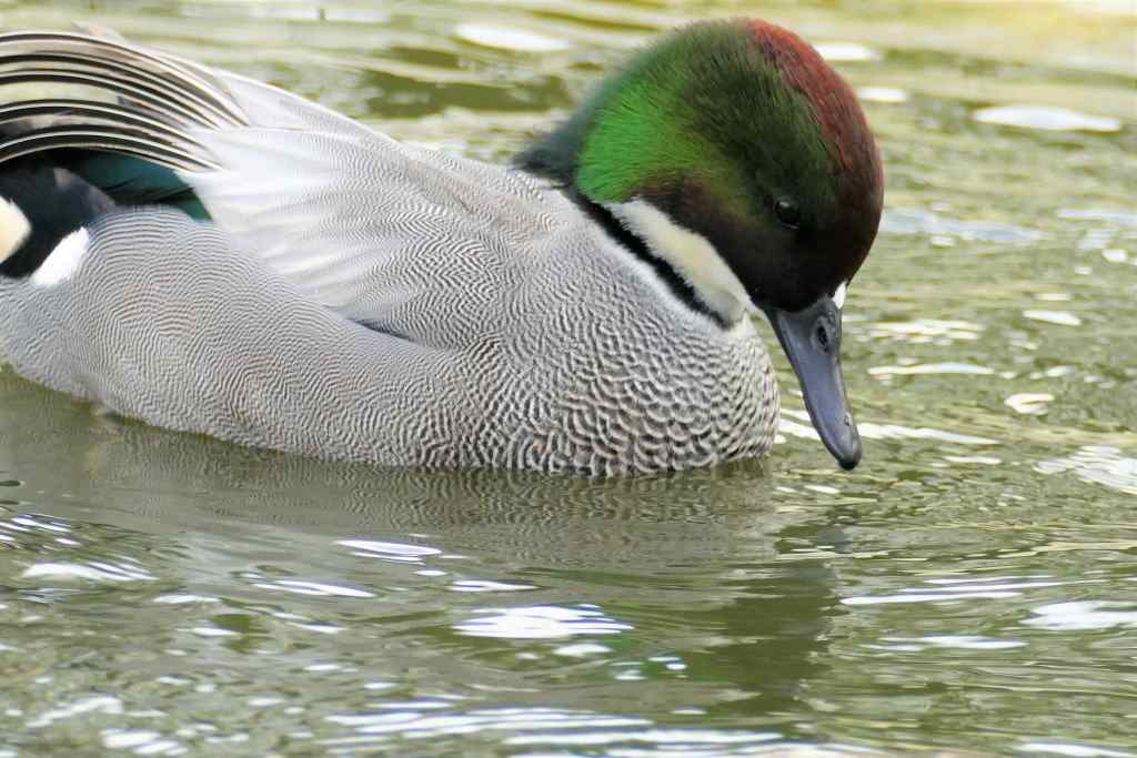 Sichelente, Sichelerpel auf dem Wasser