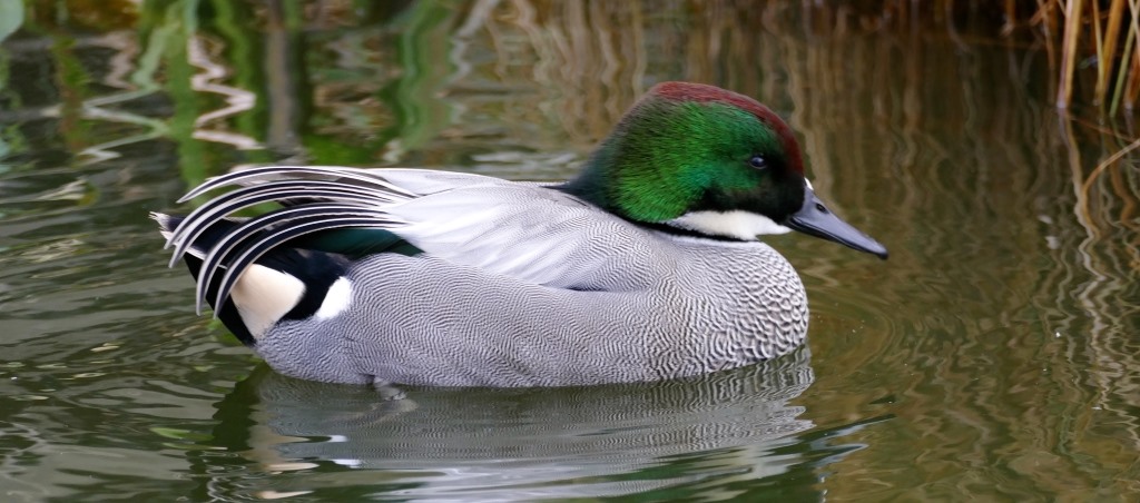 Sichelente Zierente Wasserziergeflügel